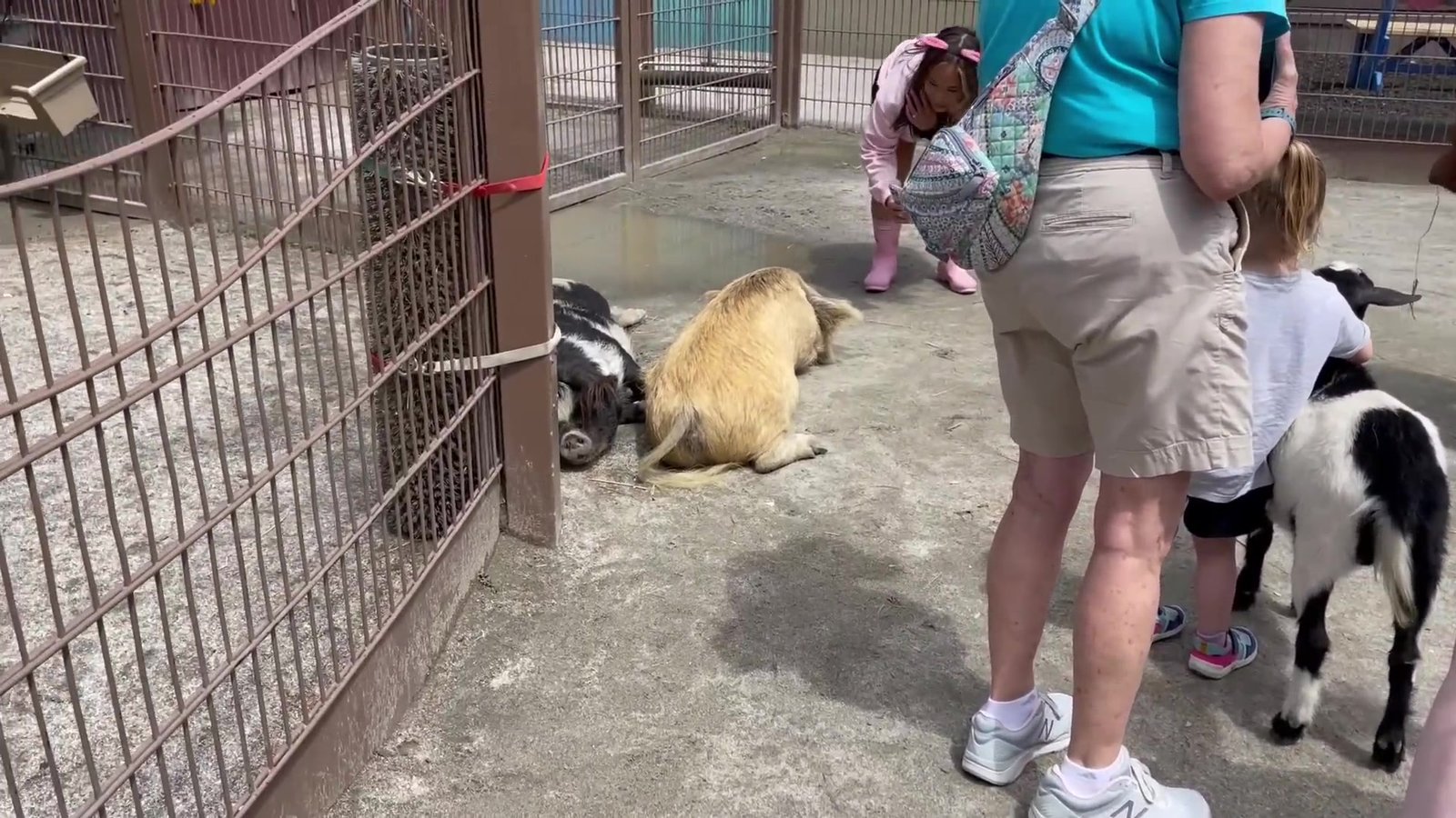 Crianças fazendo carinho em cabras dentro do cercado da Affection Section