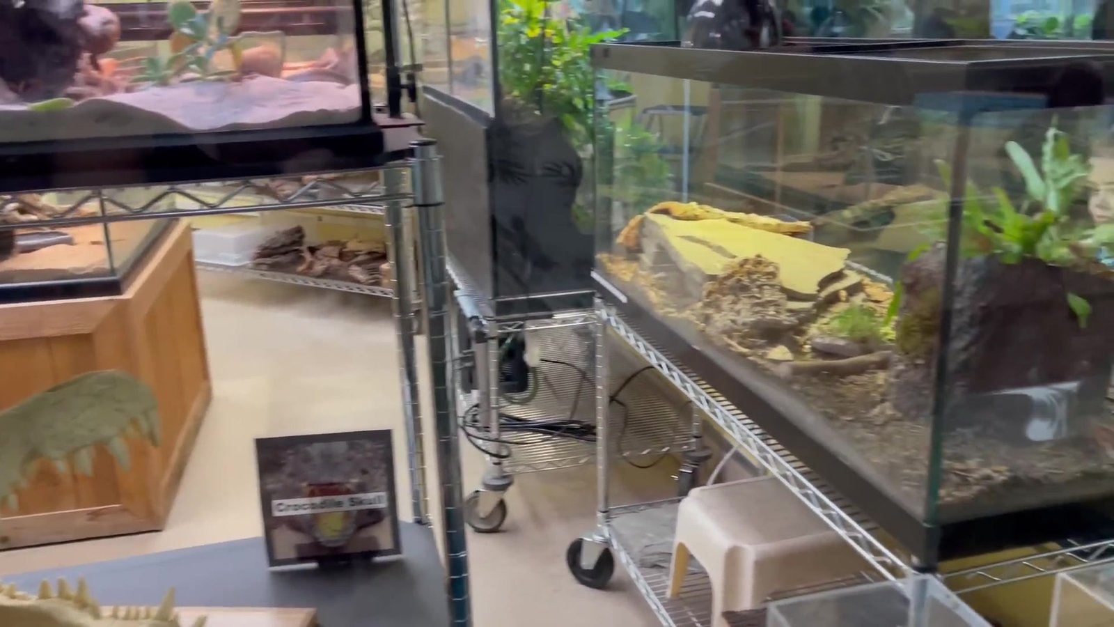 Prateleiras com terrários e aquários de répteis e anfíbios dentro da Conservation Station