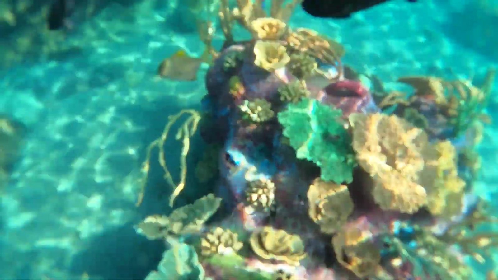 Corais coloridos e peixes vistos por baixo da água no Grand Reef do Discovery Cove