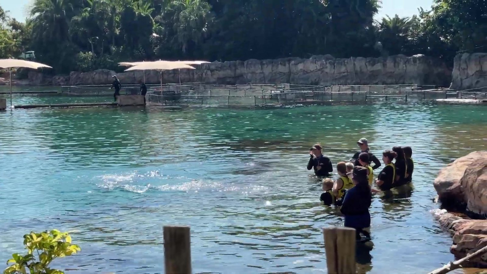 Grupos de visitantes com instrutores na lagoa do nado com golfinho do Discovery Cove
