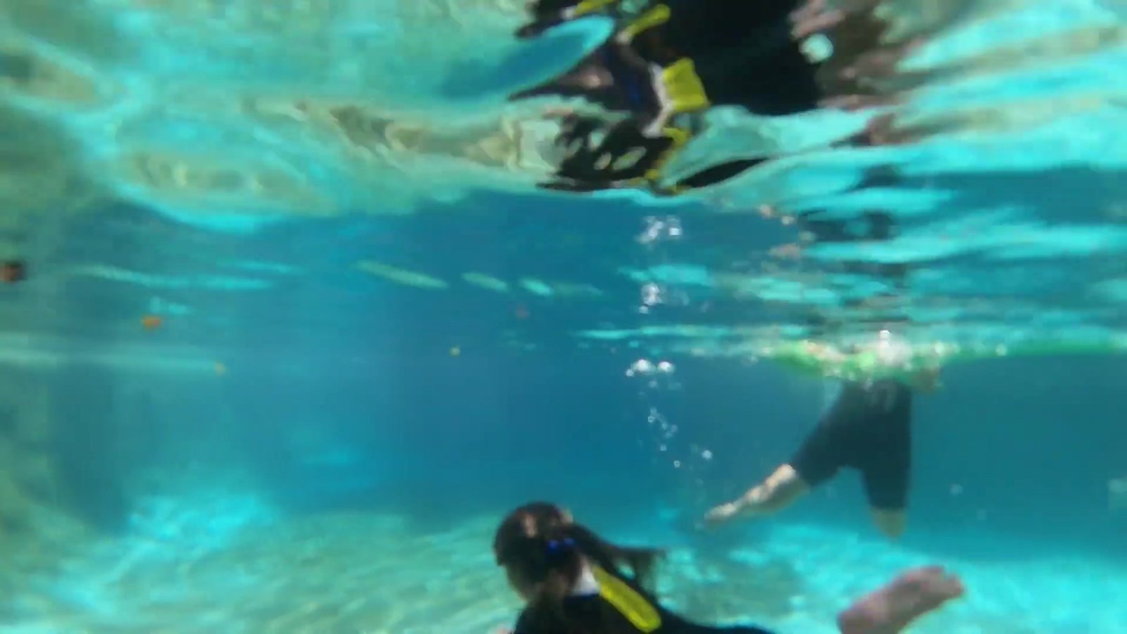 Visitantes de snorkel nadando por baixo da água no Grand Reef do Discovery Cove