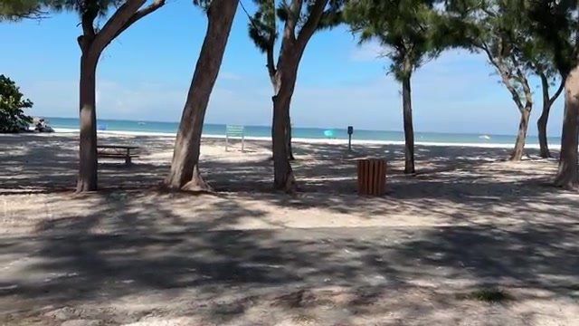 Coquina Beach com pinheiros, mesas de piquenique e a areia branca de Anna Maria Island