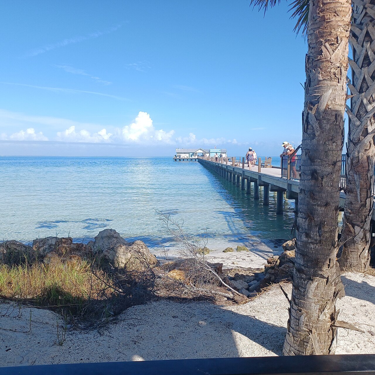Anna Maria City Pier avançando sobre a água calma da baía, com palmeira em primeiro plano