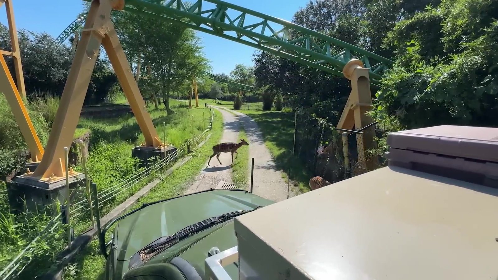 Vista da caçamba do caminhão do safari com um antílope cruzando a estrada e a Cheetah Hunt ao fundo