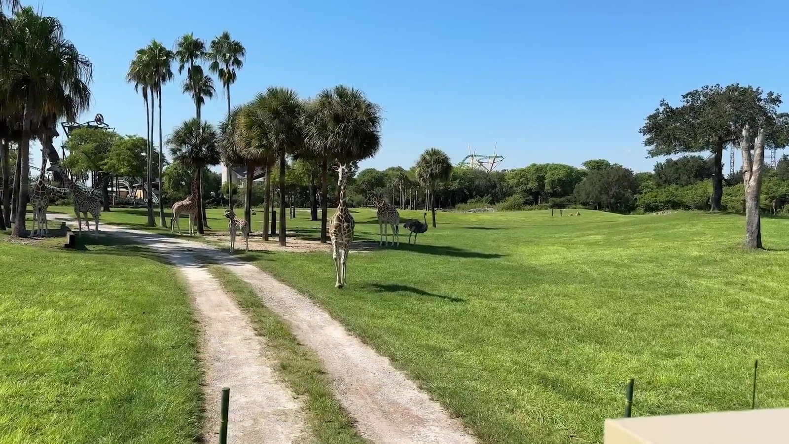 Planície do Serengeti do Busch Gardens com avestruzes e antílopes soltos