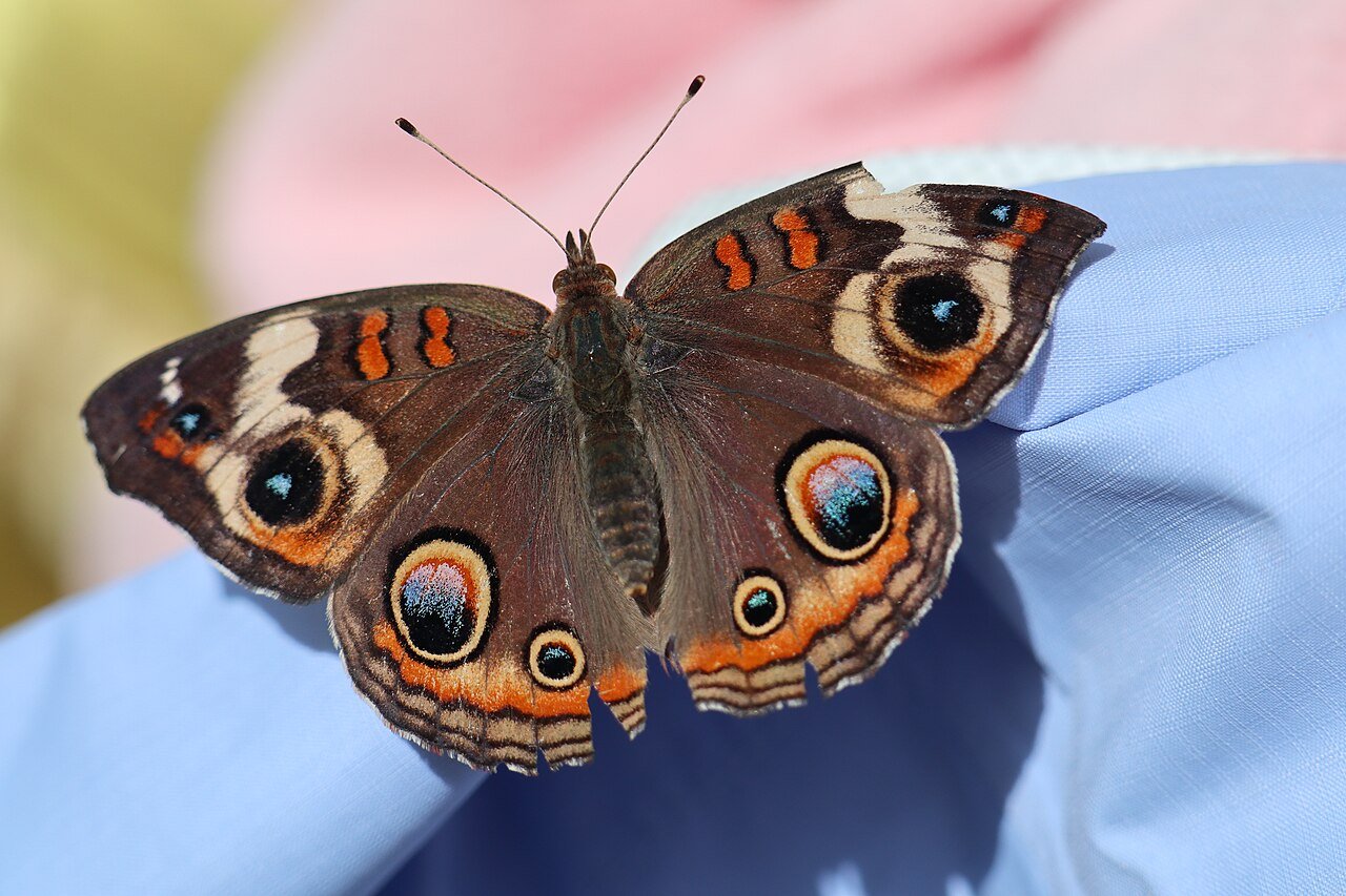 Borboleta pousada na mão de um visitante no borboletário do Flower & Garden Festival